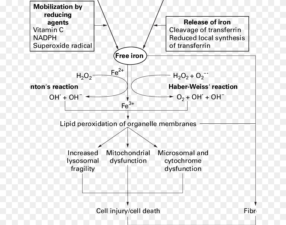 Mechanisms Of Iron Mediated Lung Diseases, Diagram, Uml Diagram Png Image