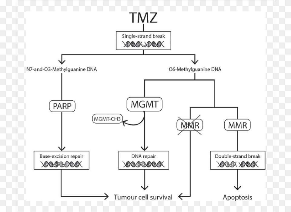 Mechanisms Of Resistance To Tmz, Diagram, Uml Diagram Png