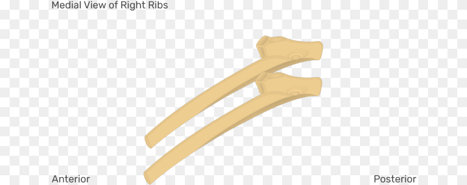 Medial View Of The Right Ribs Rib Get Body Smart, Cutlery, Fork, Knife, Hardware Free Png