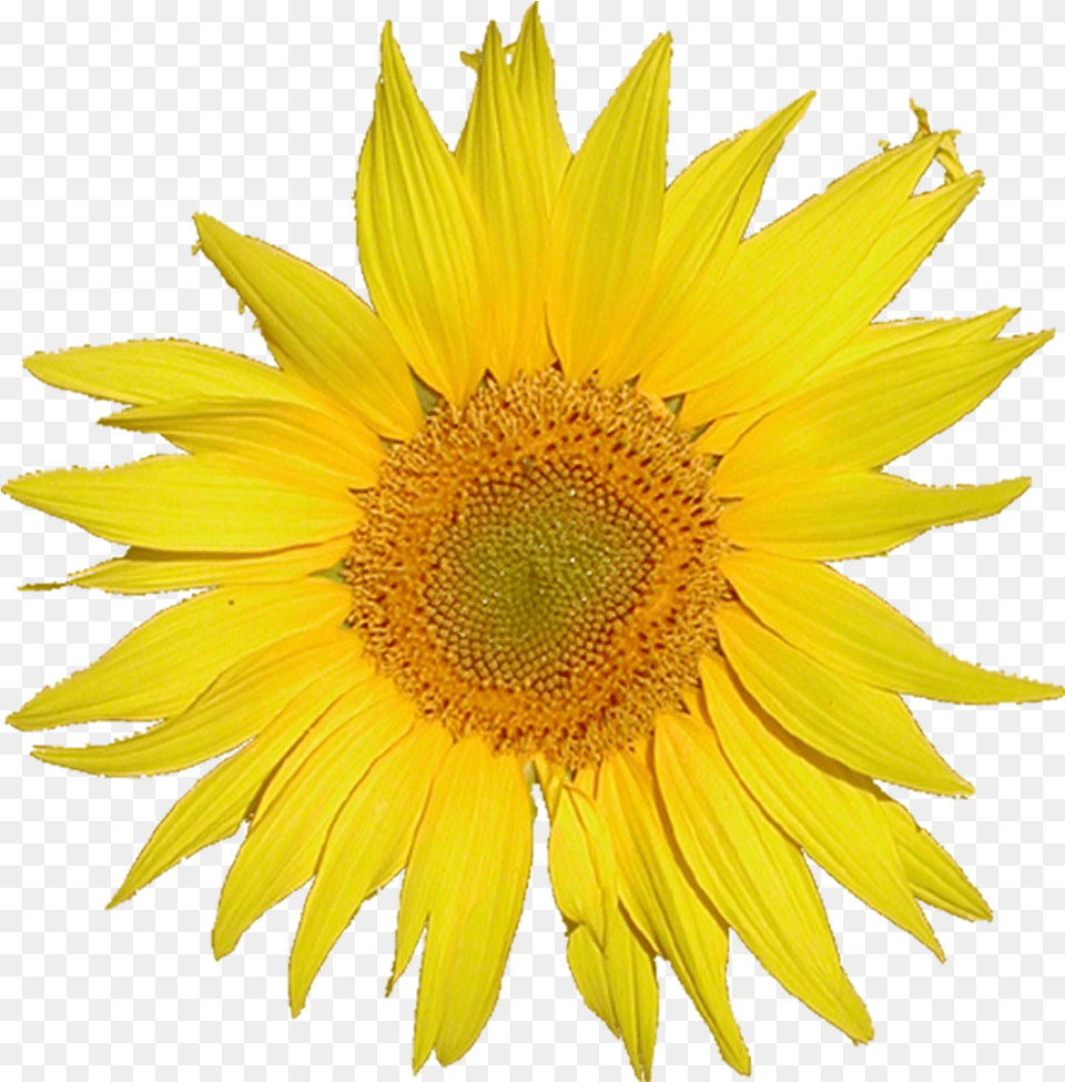 Mediawiki Logo 3x From Tournesol Sunflower Yellow Flower No Background, Plant Free Transparent Png