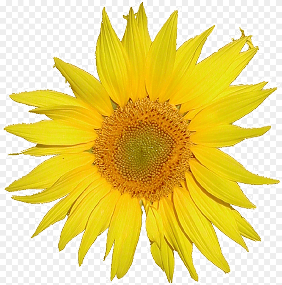 Mediawiki Logo Sunflower Tournesol 5x Rev2 Mediawiki Logo, Flower, Plant, Daisy Free Png Download