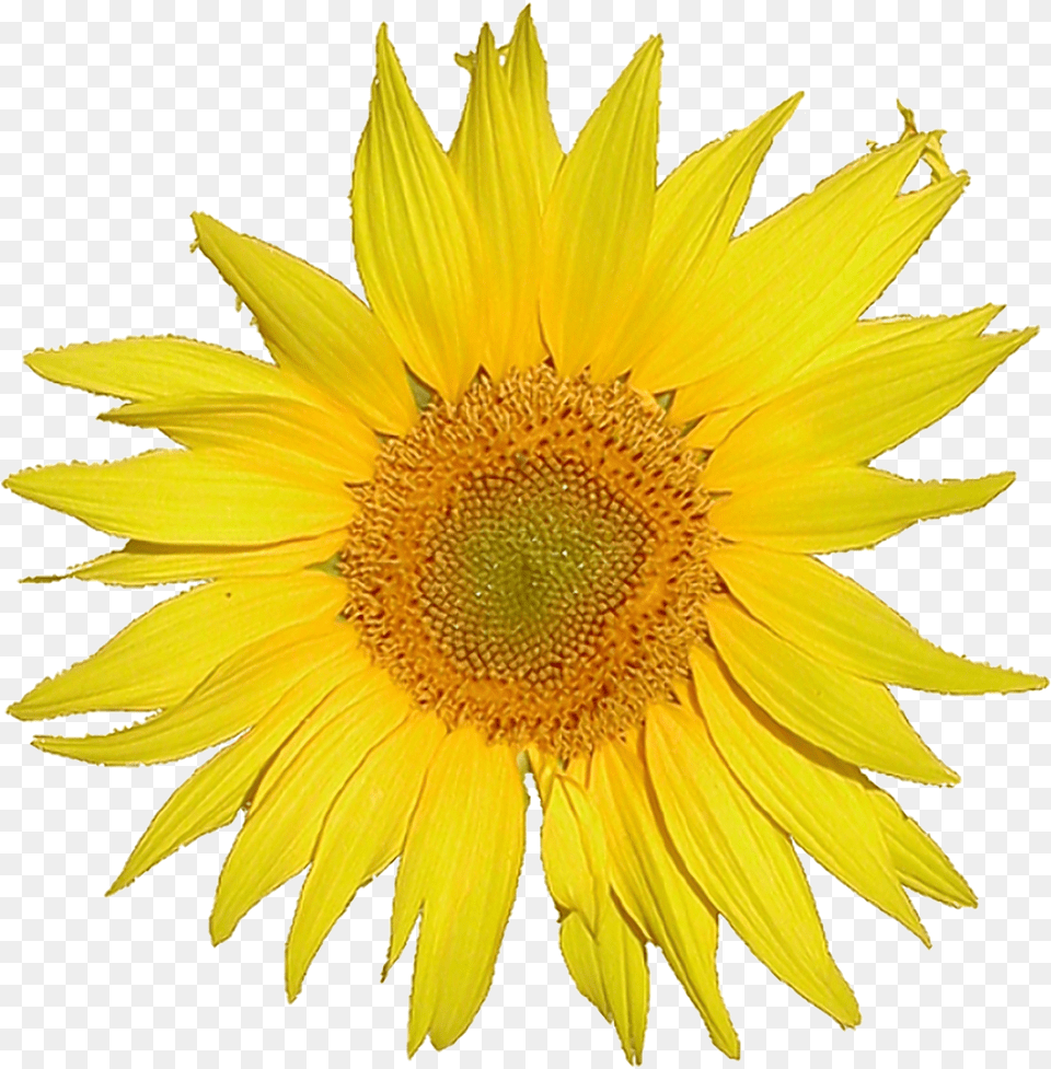 Mediawiki Logo Sunflower Tournesol Single Flower, Plant Free Png Download