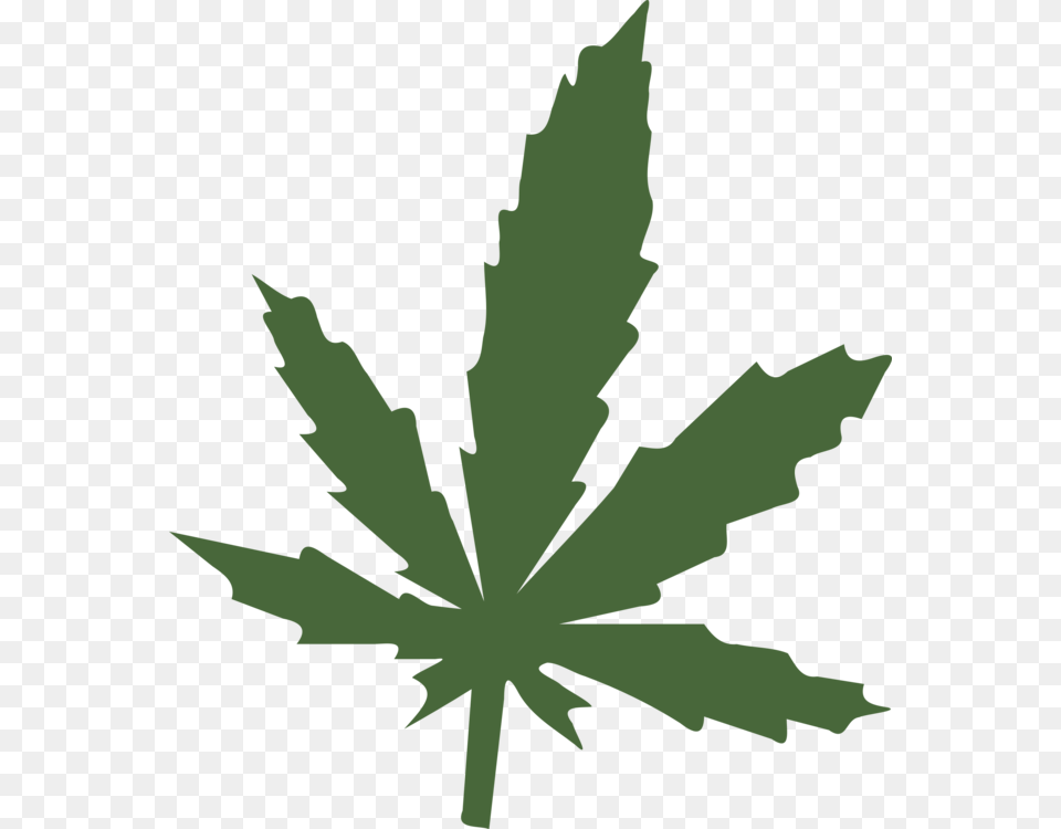 Medical Cannabis Leaf Cannabis Sativa Hemp, Plant, Person Free Png