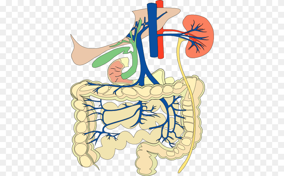 Medical Diagram Clip Art, Face, Head, Person Free Transparent Png