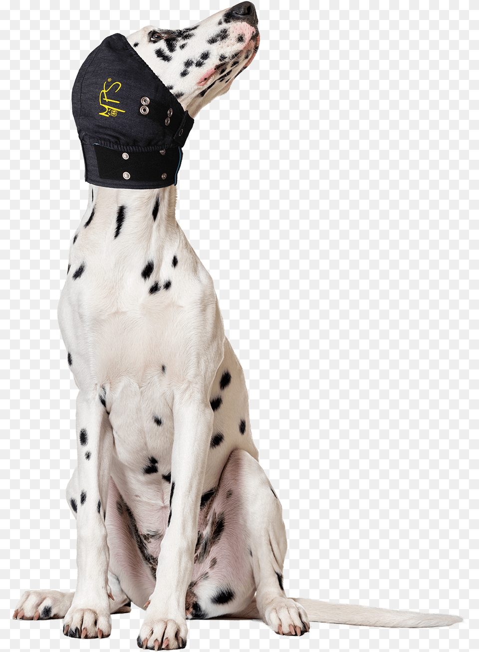 Medical Head Cover Dogs, Animal, Canine, Mammal, Pet Free Transparent Png