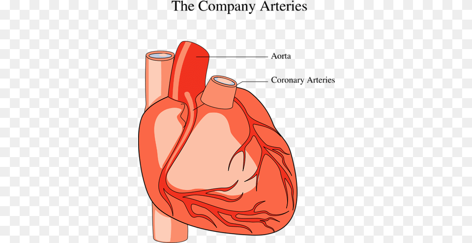 Medical Illustration Of A Human Heart Medical Human Heart Clipart Free Png