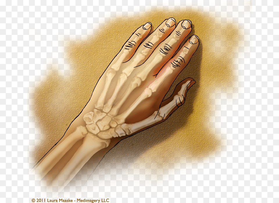 Medical Illustrations Laura Maaske Medical Illustrator Ligament, Body Part, Finger, Hand, Person Free Png