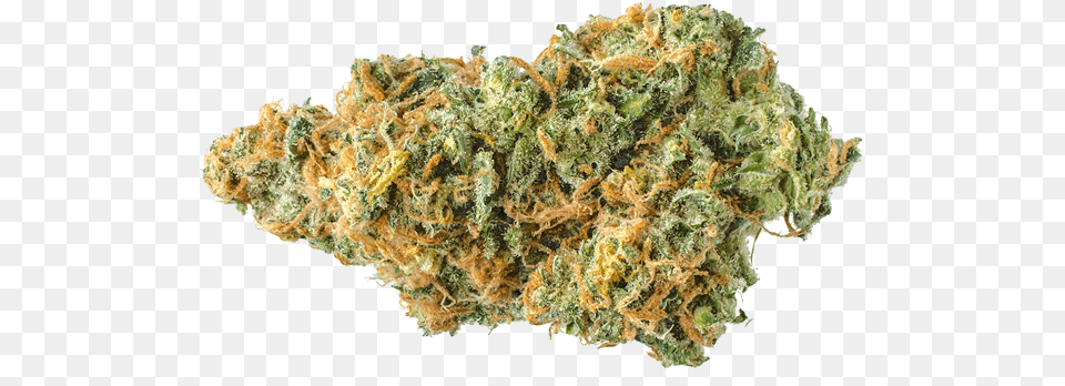 Medical Marijuana Amp Cannabis Dispensary Store Doty Weed, Plant Free Png