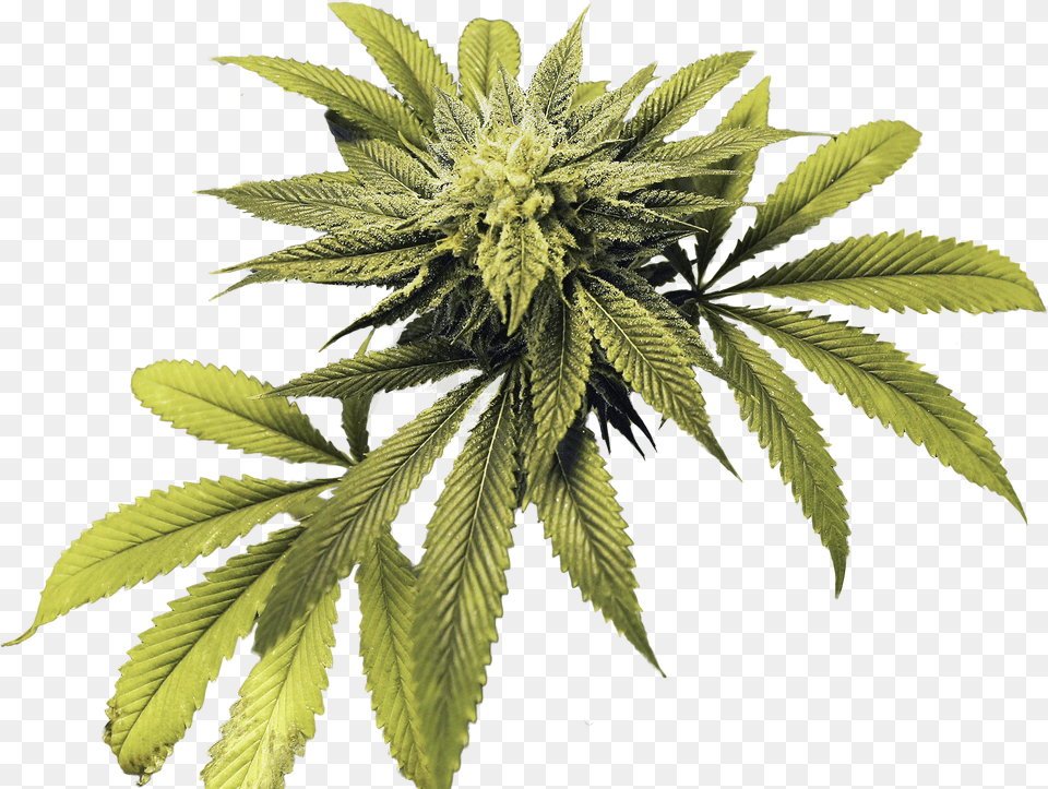 Medical Marijuana Sales Surpass 33 Million In Arkansas Tree, Leaf, Plant, Weed, Hemp Png