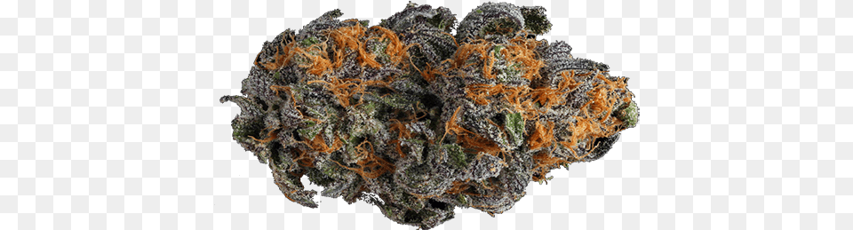 Medical Marijuanacannabisweed Og Kushsour Dieselpurple Cannabis, Weed, Plant, Mineral, Outdoors Free Transparent Png