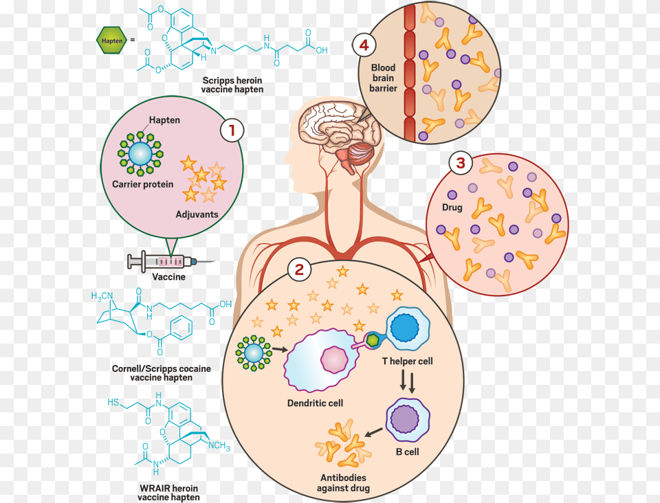 Medication Clipart Vaccination Circle, Adult, Female, Person, Woman Free Png