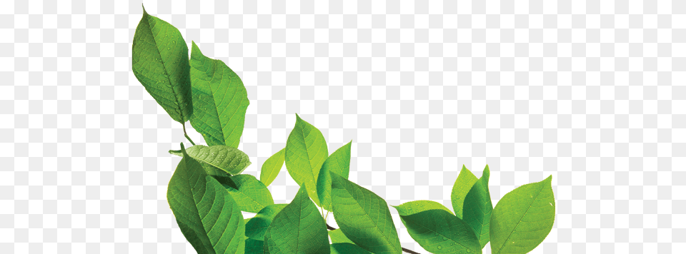 Medicinal Herbs And Plants Are Used For The Treatment Bay Laurel, Green, Leaf, Plant, Vegetation Png