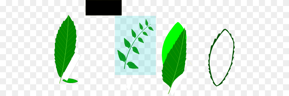 Medicinal Leaves Clip Art At Clker Com Neem Leaves Clipart, Green, Herbal, Herbs, Leaf Free Png Download