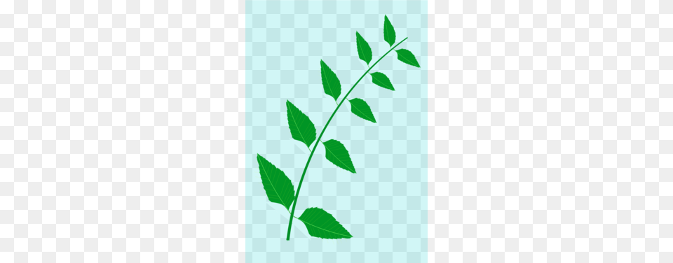 Medicinal Plants Clipart, Green, Herbal, Herbs, Leaf Png