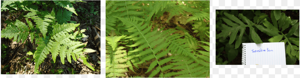 Medicinal Uses Of Ferns By Native Americans Ostrich Fern, Plant Png Image