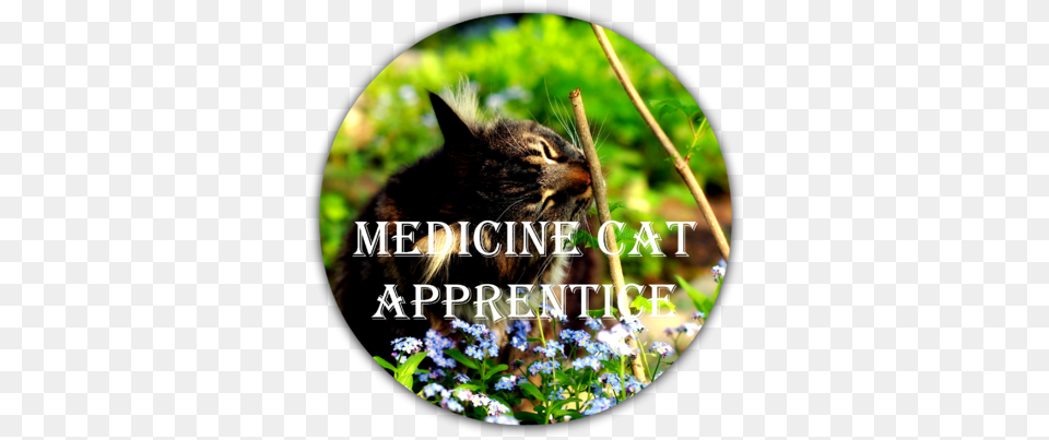 Medicine Cat Apprentice 0 Cat, Photography, Animal, Mammal, Pet Free Png Download