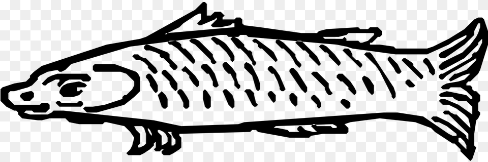 Medieval Fish, Gray Png Image