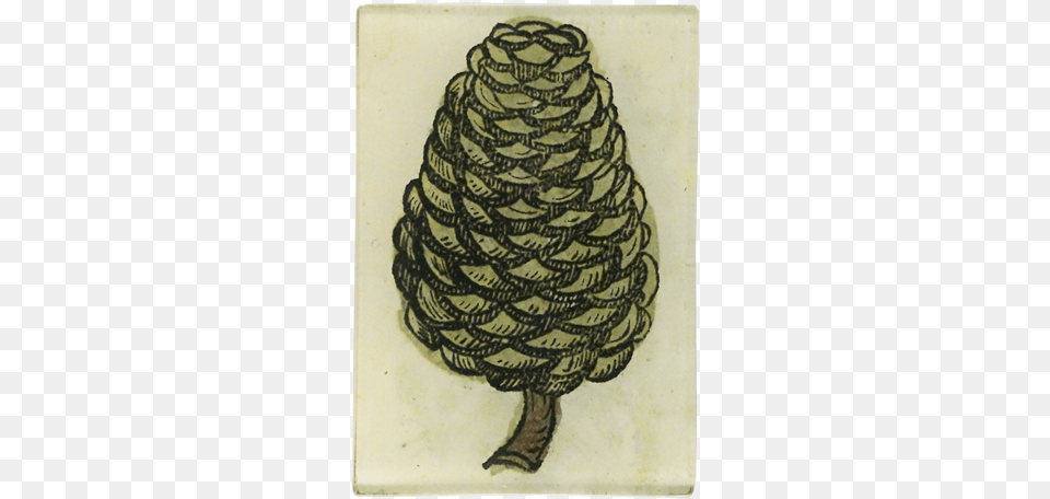 Medieval Flora Pointy Pine Cone Sketch, Conifer, Plant, Tree, Coil Png