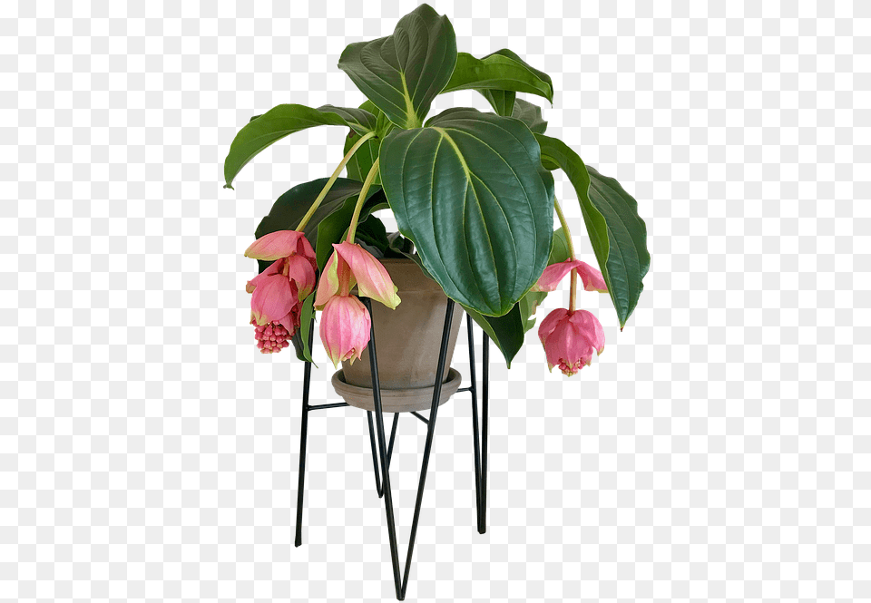 Medinilla Flower House Plant Indoor Plants Transparent, Flower Arrangement, Potted Plant, Flower Bouquet, Leaf Free Png Download