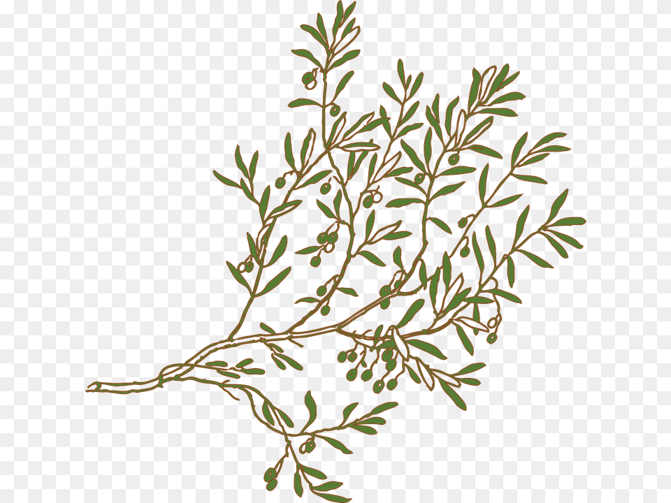 Mediterranean Clipart Olive Tree Branch Olive Tree Branch Drawing, Plant, Pattern, Conifer, Herbs Free Transparent Png