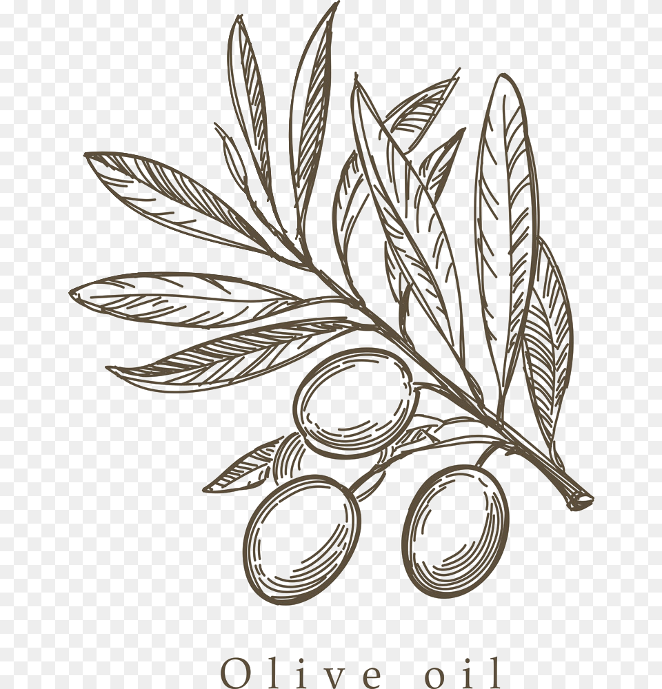 Mediterranean Cuisine Olive Drawing Sketch Olive Branch Drawing, Plant, Herbs, Herbal, Pattern Png