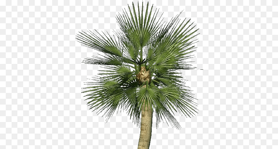 Mediterranean Dwarf Palm Chamaerops Humilis, Palm Tree, Plant, Tree Free Transparent Png