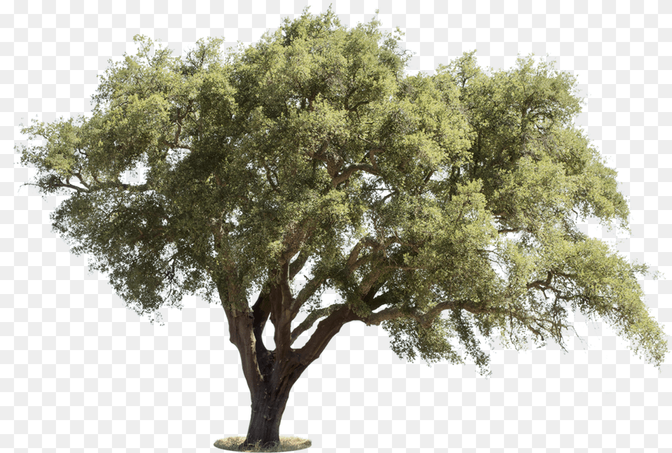 Mediterranean Trees, Oak, Plant, Sycamore, Tree Png Image