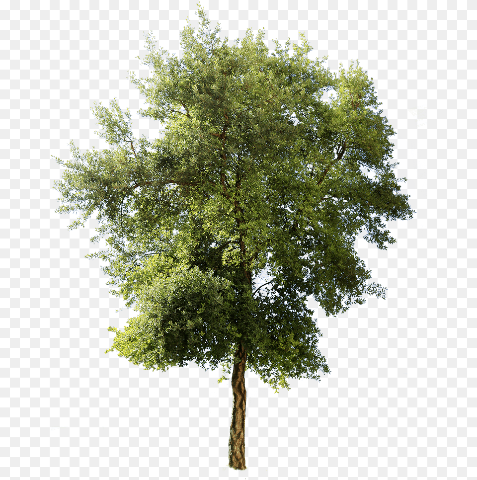 Mediterranean Trees, Plant, Tree, Tree Trunk, Oak Free Transparent Png