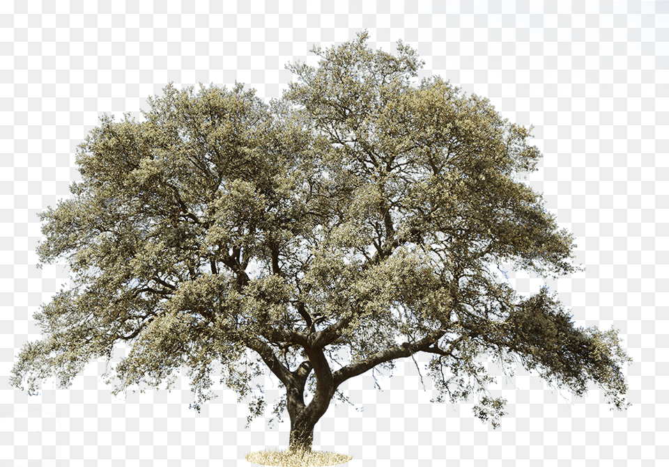 Mediterranean Trees, Oak, Plant, Potted Plant, Sycamore Png