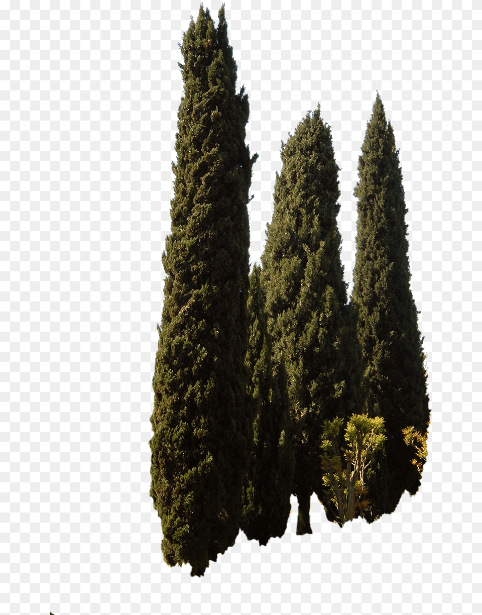 Mediterranean Trees, Conifer, Fir, Pine, Plant Free Transparent Png