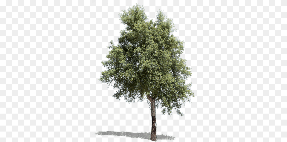 Mediterranean Trees Isolated Forest Tree, Oak, Plant, Sycamore, Tree Trunk Free Png