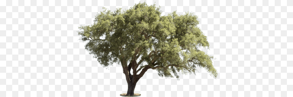 Mediterranean Trees Mediterranean Trees, Oak, Plant, Sycamore, Tree Free Transparent Png