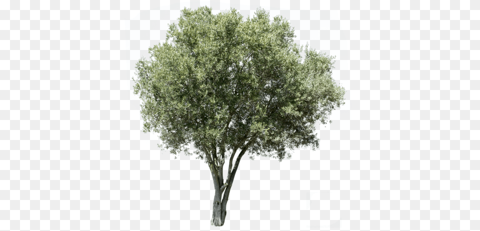 Mediterranean Trees Transparent Background Olive Tree, Oak, Plant, Sycamore, Tree Trunk Png Image
