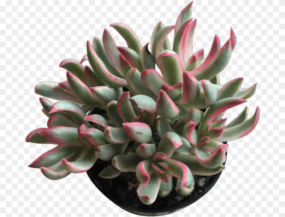 Medium Candy Cane White Mexican Rose, Plant, Potted Plant, Pottery, Flower Free Transparent Png