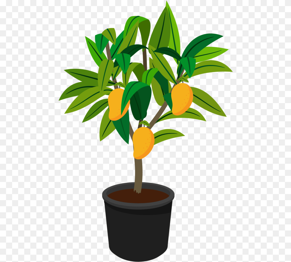 Medium Fruit Tree Urban Abundance Flowerpot, Citrus Fruit, Food, Produce, Potted Plant Png