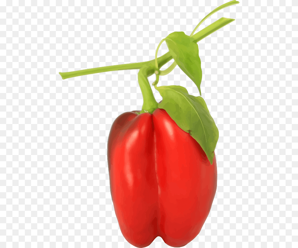 Medium Image Bell Pepper Plant, Food, Produce, Bell Pepper, Vegetable Free Png