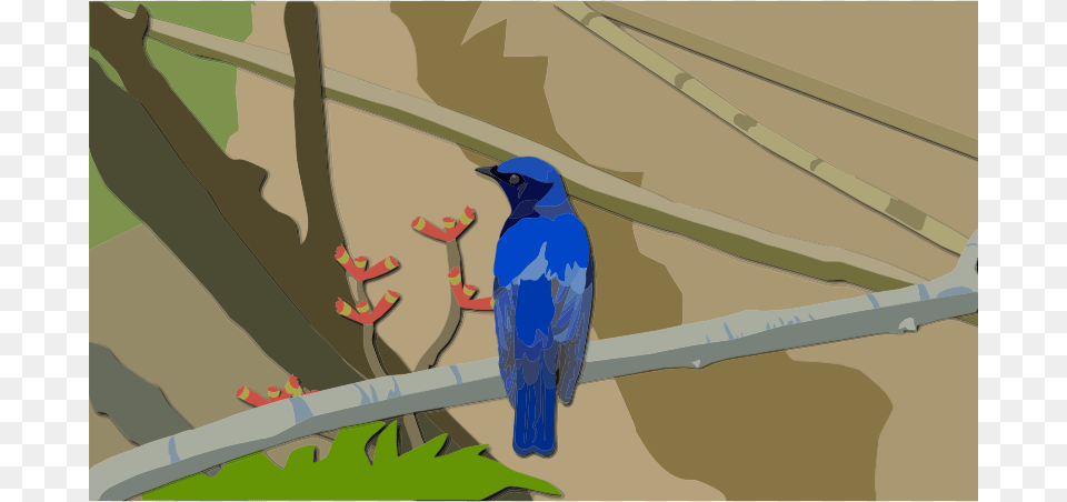 Medium Image Bird, Animal, Jay, Bluebird, Blue Jay Png