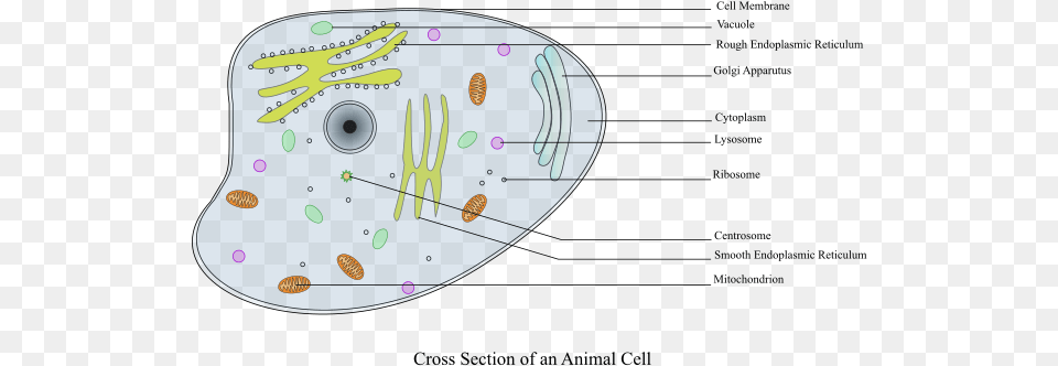 Medium Image Calcium Used In Our Bodys, Disk, Applique, Pattern, Paint Container Free Png Download