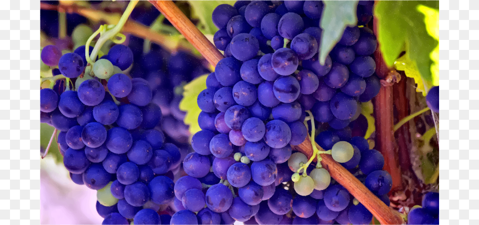 Medium Image Grapes In The Bible Mean, Food, Fruit, Produce, Plant Free Png Download