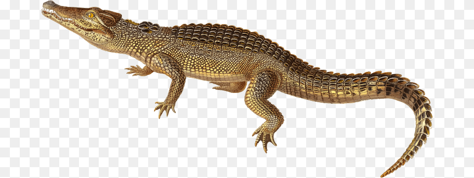 Medium Image Nile Crocodile, Animal, Lizard, Reptile Free Png Download