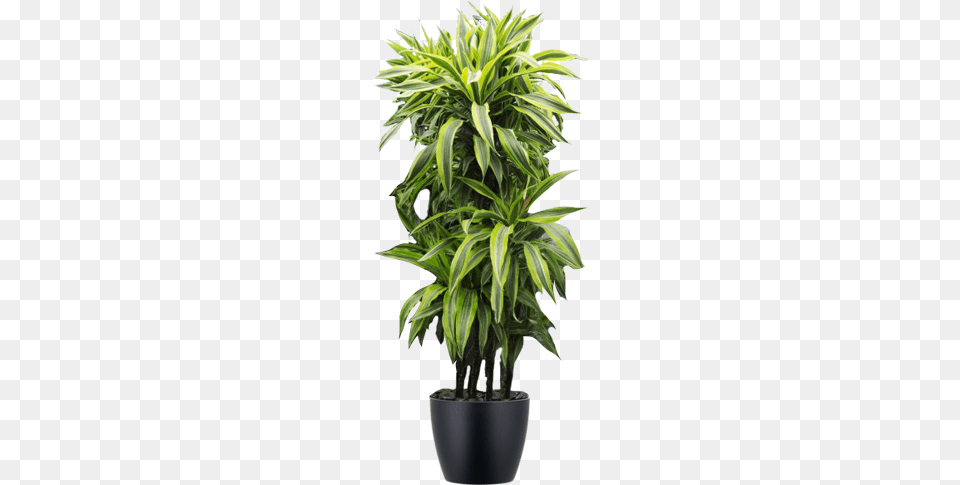 Medium Light Plants Plantas Para Dentro De Una Casa, Leaf, Plant, Potted Plant, Tree Free Png Download