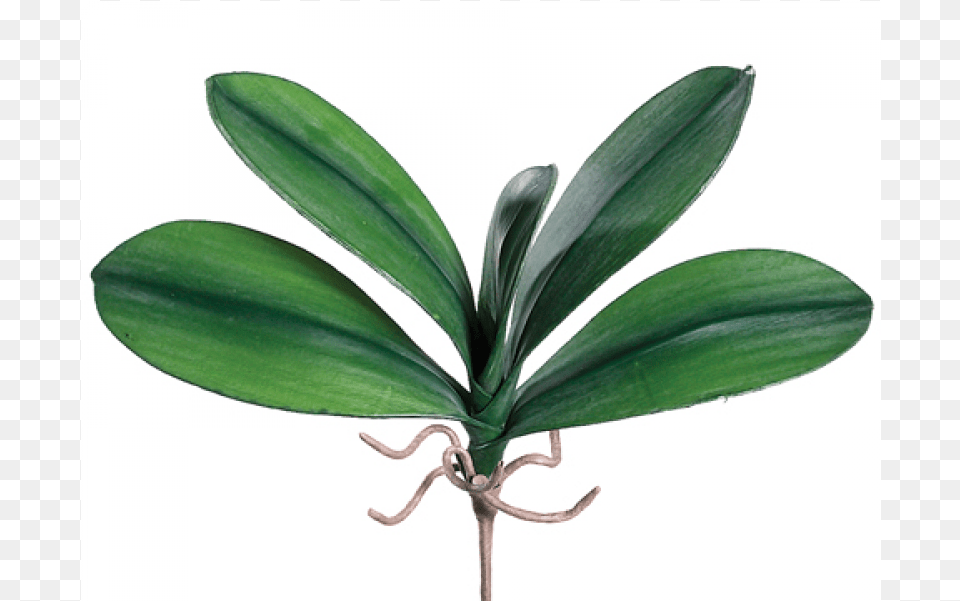 Medium Phalaenopsis Orchid Leaf Plant With 5 Leaves Orchid Leaf, Flower, Tree Png Image