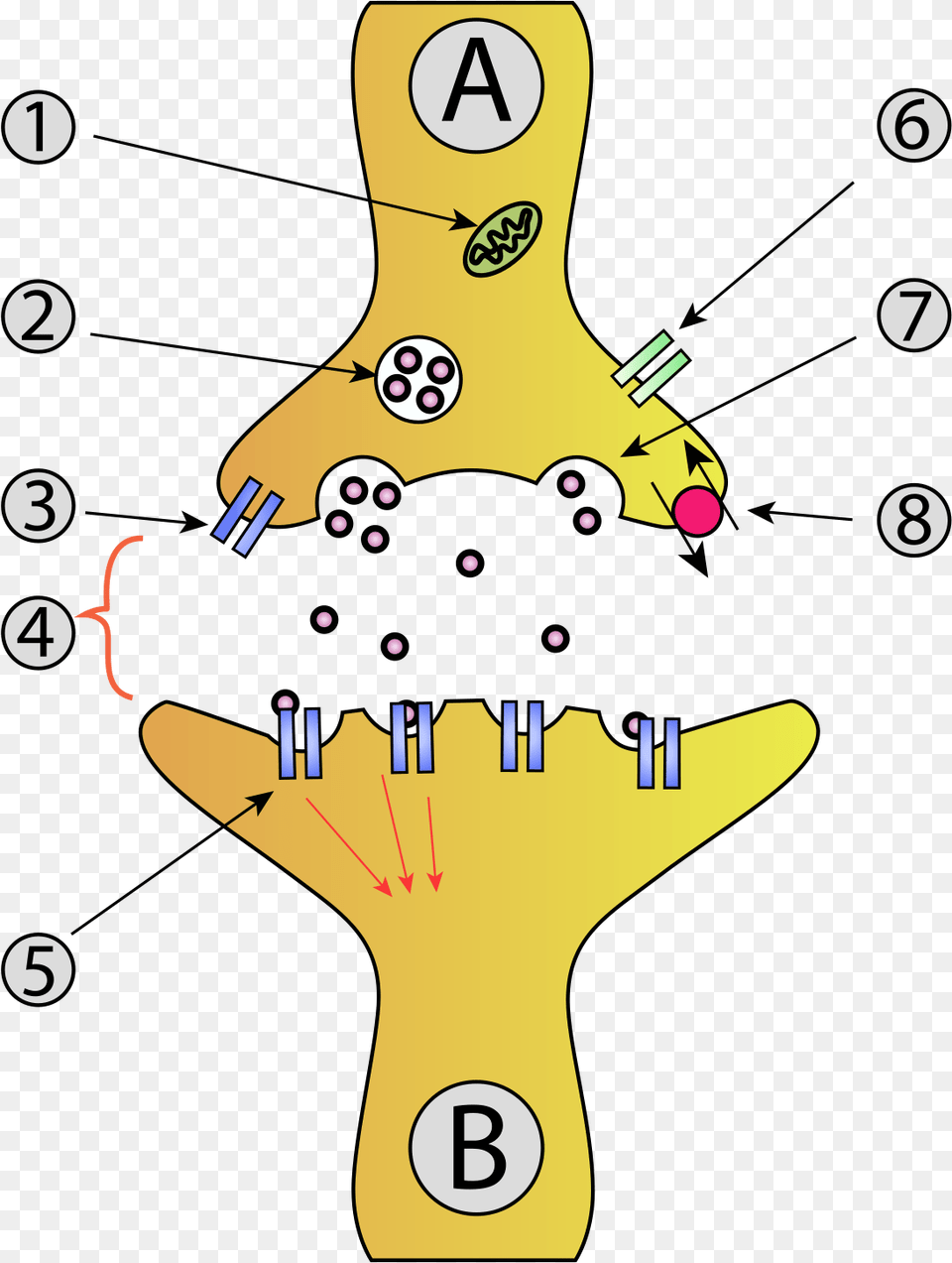 Medium Resolution Of Complete Empty Animal Cell Diagram, Cutlery, Food, Fruit, Plant Free Png Download