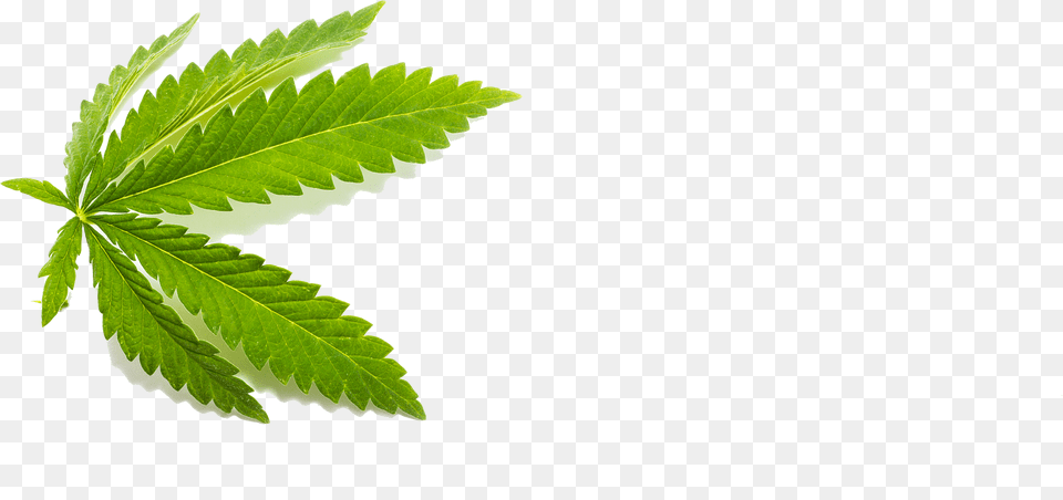 Medterra Cbd U2013 The Best Cannabis Product Line Review Hemp Leaf Png Image