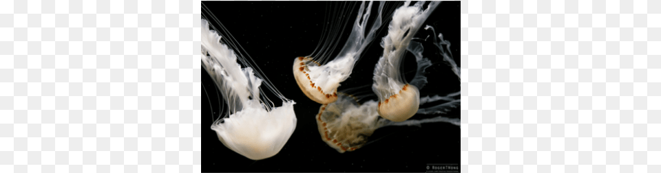 Medusa Malaysian Sea Nettle Medusa In Vendita Jellyfish, Animal, Sea Life, Invertebrate Free Png