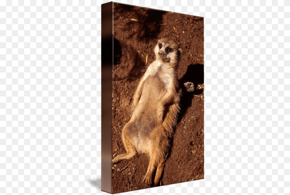 Meerkat, Animal, Mammal, Wildlife, Bear Png Image
