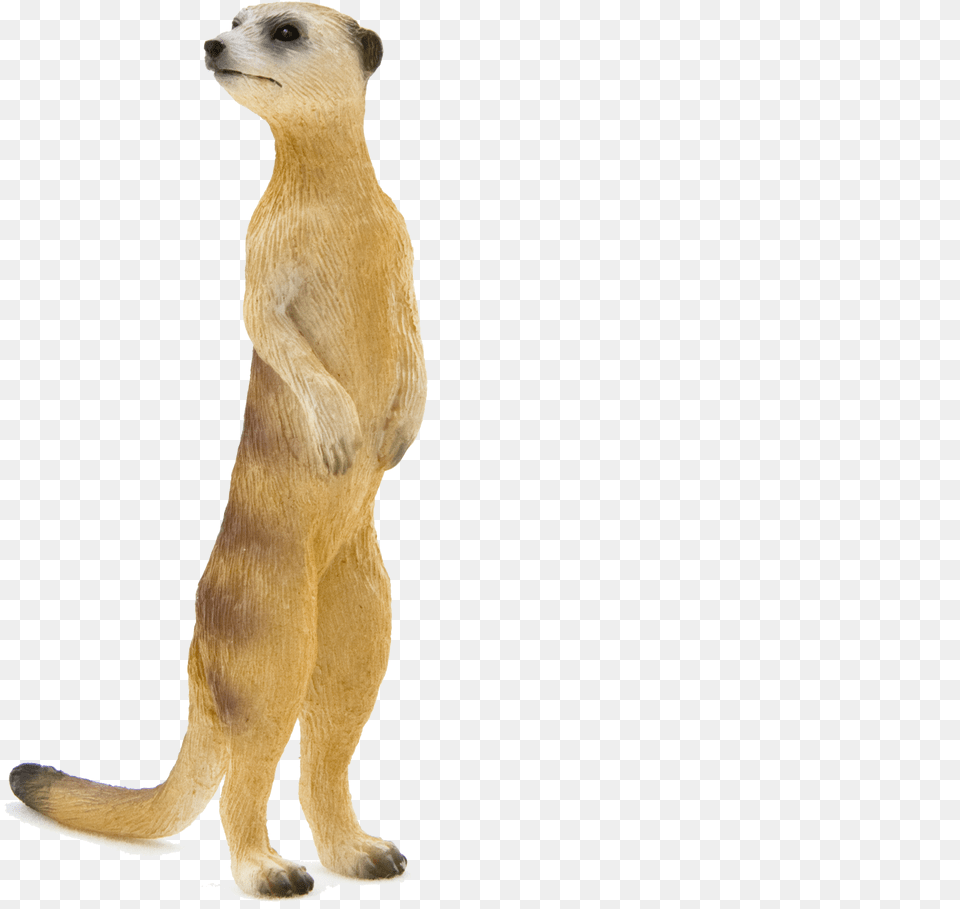 Meerkat, Animal, Bear, Mammal, Wildlife Free Transparent Png