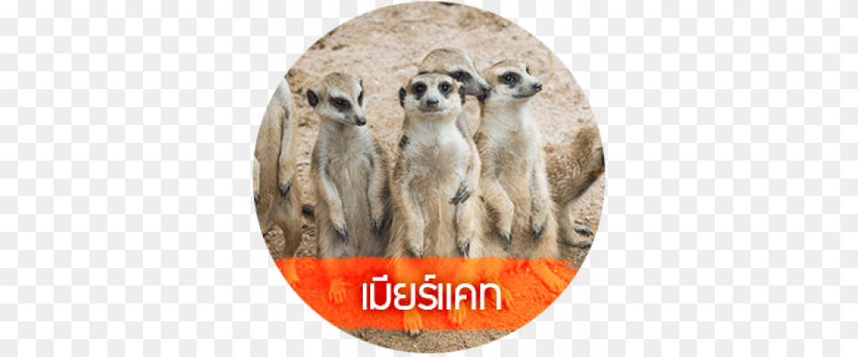 Meerkat, Animal, Mammal, Wildlife, Canine Free Png Download