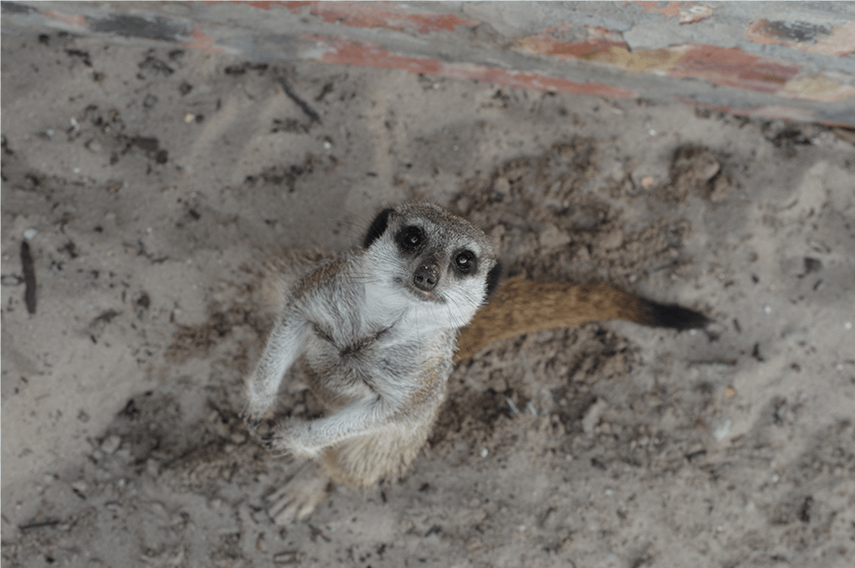 Meerkat, Animal, Mammal, Monkey, Wildlife Free Transparent Png