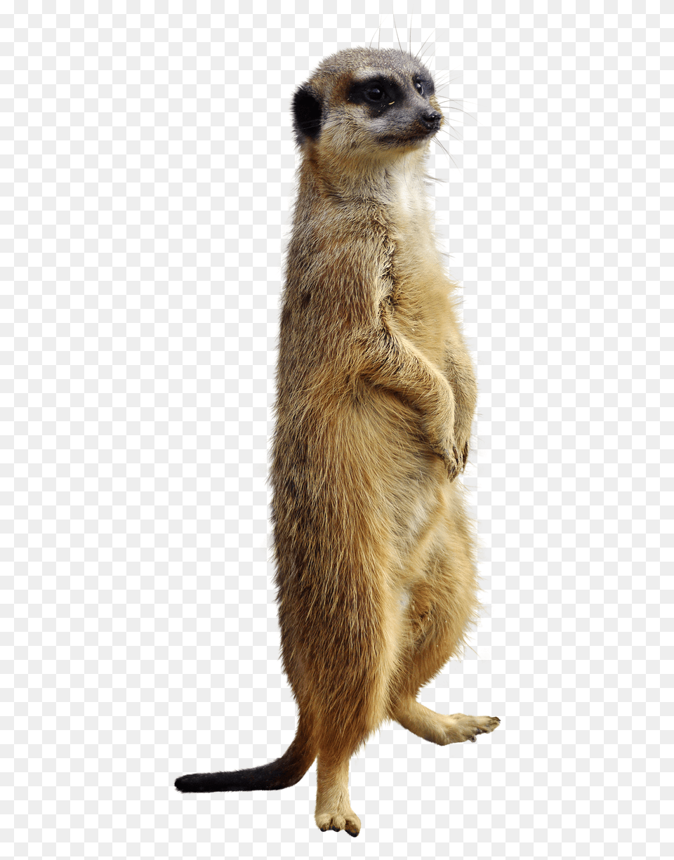Meerkat Animal Isolated Photo On Pixabay Suricata, Mammal, Wildlife, Kangaroo Png Image